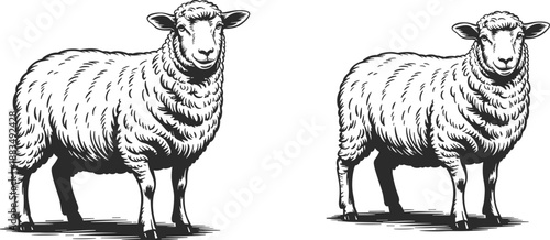 Hand drawn sheep illustration set in vintage engraving style, black and white farm animal artwork isolated on white background for design projects
