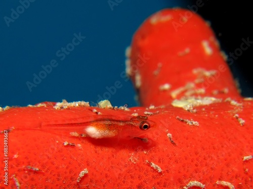 Michel's host goby (Pleurosicya micheli)