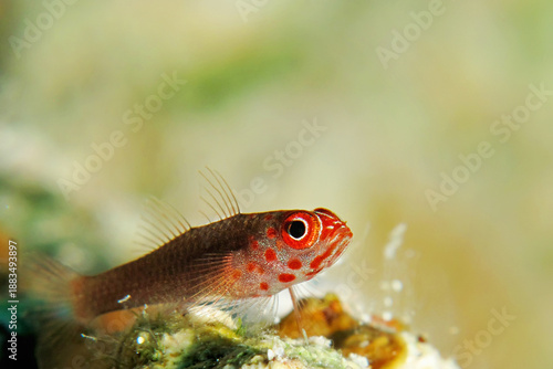 Pygme goby, Bloodspot dwarfgoby. (Trimma flavicaudatus)