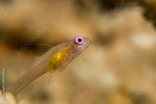Pink eye goby in the Red Sea (Bryaninops natans)