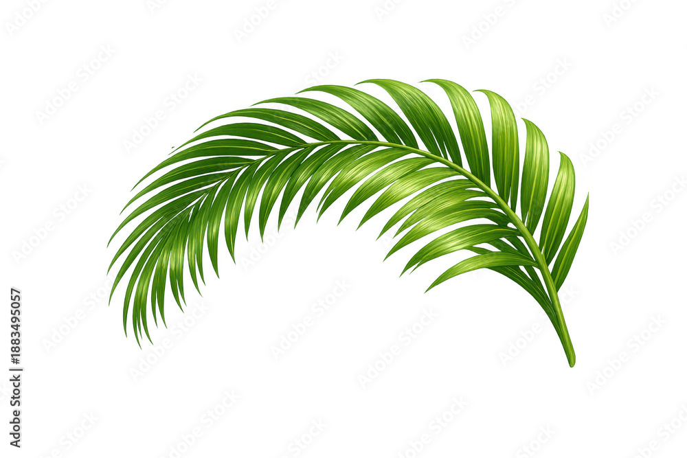 Fototapeta premium Green palm leaf, creating a natural tropical decoration, summer foliage element with transparent background