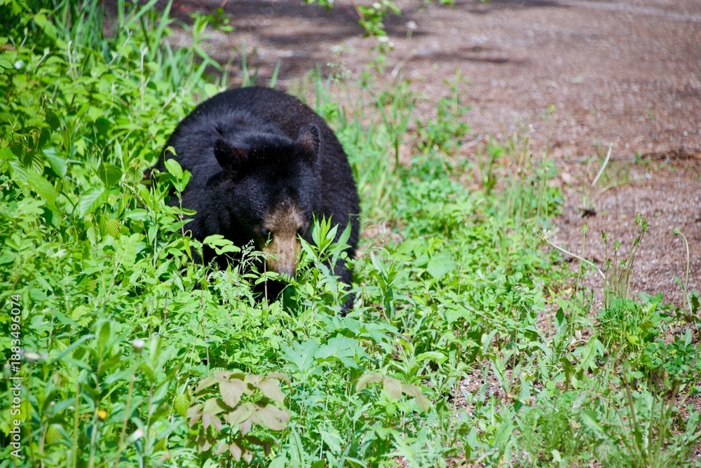 Naklejka premium bear cub hunting for food