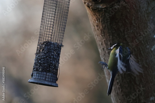 Fotografie great tit