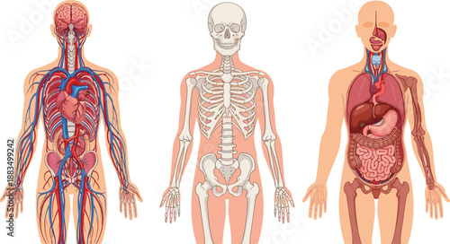 Human body anatomy showing circulatory skeletal and digestive systems circulatory system
