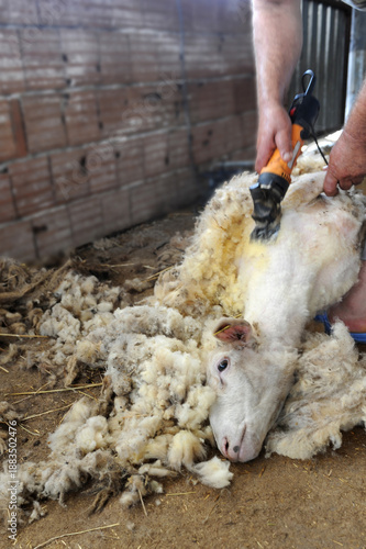 Sheep Shearing Process with Electric Clippers on Turkish Farm