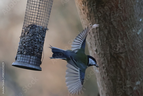 Fototapeta great tit