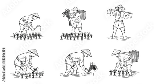 vintage illustration depicting rice farmers working in flooded paddy fields a traditional agricultural scene