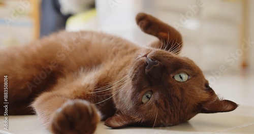 Adorable brown adult cat playfully relaxing upside down on a tiled floor indoors, looking curiously at the camera, embodying domestic comfort and happiness.