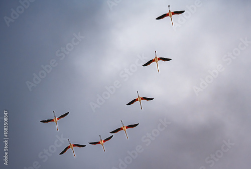 Photography Greater flamingos flying in formation against cloudy sky