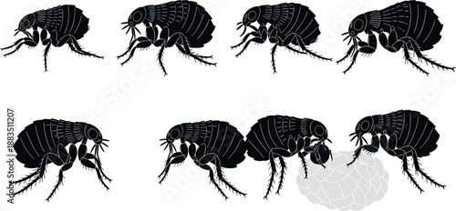 Flea insect silhouette set in different poses, parasitic bug vector illustration isolated on white background