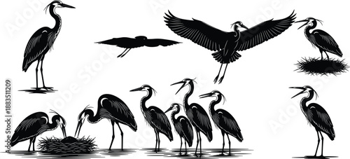 Heron birds illustration set with flying and nesting scenes, black and white wetland wildlife drawings isolated on white background