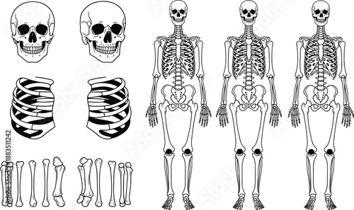 Human skeleton anatomy illustration set with skull, ribs and bones, black and white medical drawing isolated