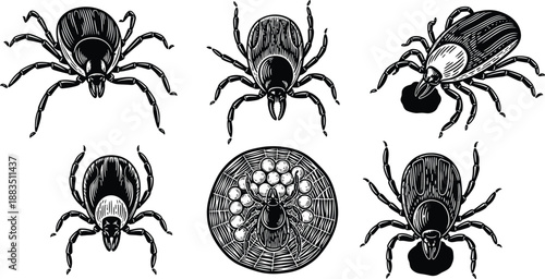 Tick insect illustration set in engraving style, parasite bug anatomy vector collection isolated on white background