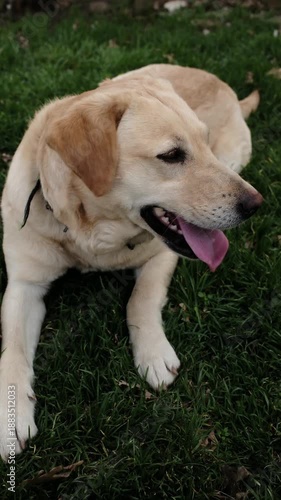 Labrador dog lying on green lawn next to grey cat, resting calmly outdoors. Peaceful moment of friendship and trust between pets in natural daylight environment