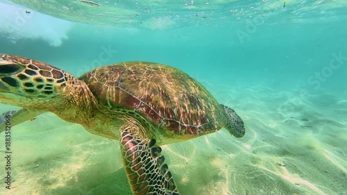 Sea turtle swimming underwater in Indian Ocean Sri Lanka