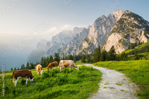 Kühe auf der Sonnenalm, Gosaukamm, Donnerkogel, Dachsteingebirge, Oberösterreich, Österreich