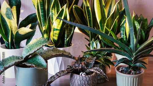 Houseplant collection. Sansevieria, snake plants. Plant background. Favorite hobby. Urban jungle concept. Close-up.