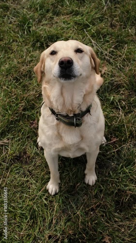 Smiling Labrador retriever sitting on green grass and looking up, wagging tail with joy. Friendly dog portrait captured outdoors in natural daylight