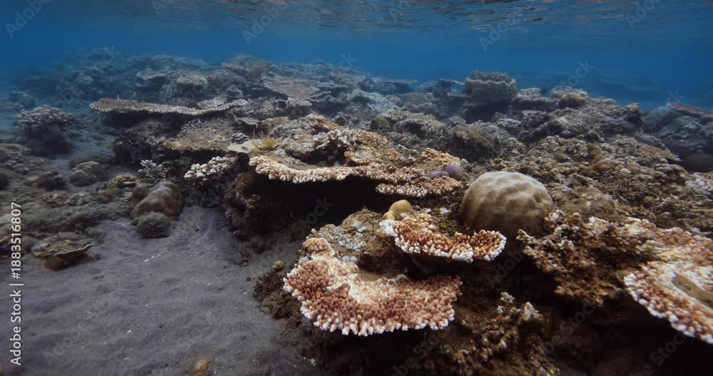 custom made wallpaper toronto digitalCorals underwater in transparent blue ocean