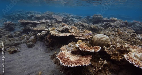 Wallpaper Mural Corals underwater in transparent blue ocean Torontodigital.ca