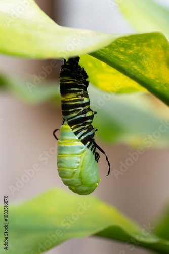 Monarch caterpillar with yellow, black, and white stripes is transforming into a chrysalis under a green leafed plant against a pale peach colored background.