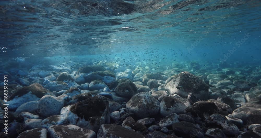 custom made wallpaper toronto digitalStones sea bottom with school of fish underwater in crystal ocean water