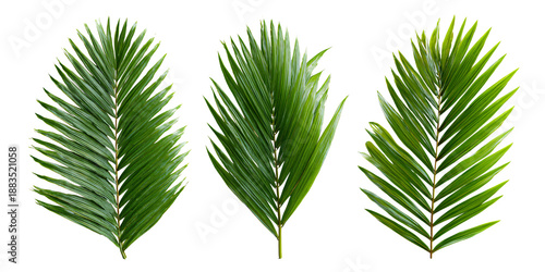 Three vibrant green palm leaves isolated on a black background, showcasing tropical nature and exotic foliage