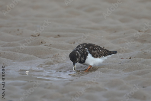 Fotografie ruddy turnstone