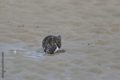 Fotografie ruddy turnstone