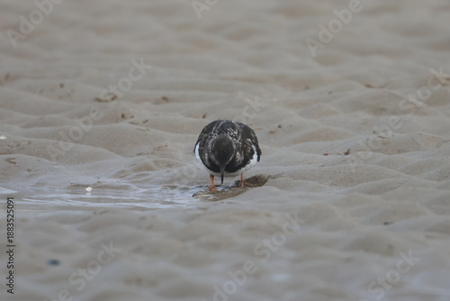 Obraz na plátně ruddy turnstone