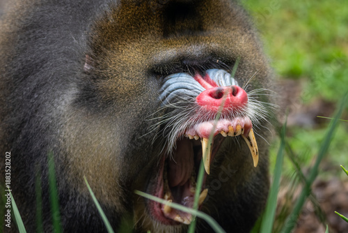 Naklejka Mandrill