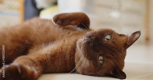 Bilde på lerret Cute chocolate brown Burmese cat with stunning green eyes playfully lounging upside down with curled paws on a warm living room floor, conveying ultimate pet relaxation and contentment