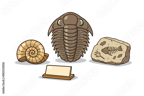 Fossil collection with trilobite, ammonite, and fish artifact on display