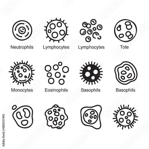 Illustration of various human white blood cells types and structures