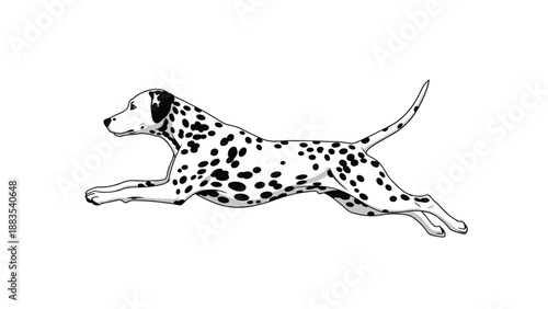 Black and white spotted Dalmatian dog in a fast running gallop illustrated with clean lines and simple shading on a white background.