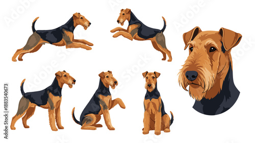 Collection of Airedale Terrier dog illustrations featuring the breed in several actions such as jumping sitting and a head portrait.