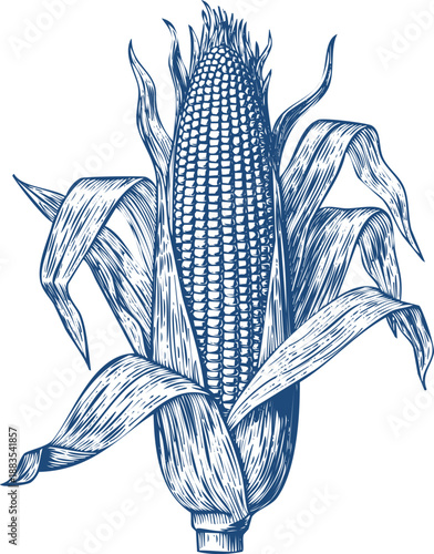 Vintage style drawing of ear of corn with husk and leaves in blue color palette