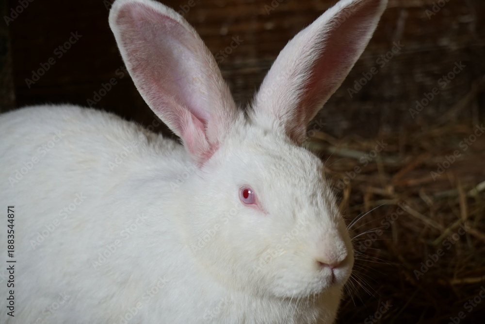 Obraz premium White rabbit on farm 