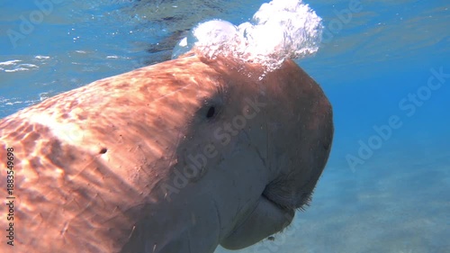 Air-breathing dugong, 240 fps slow motion