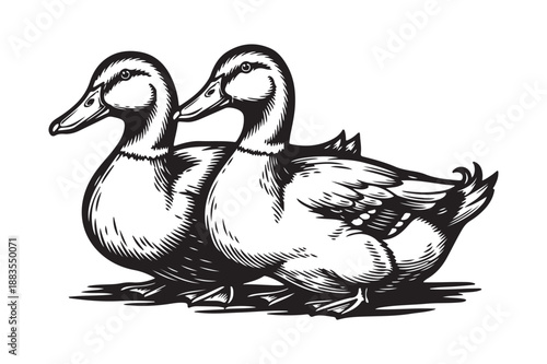 Two Ducks Side-by-Side, Detailed Engraving Style