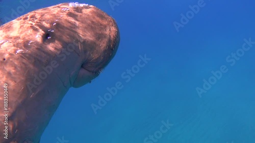 Dugong dugon (sea cow) breathing air, slow motion