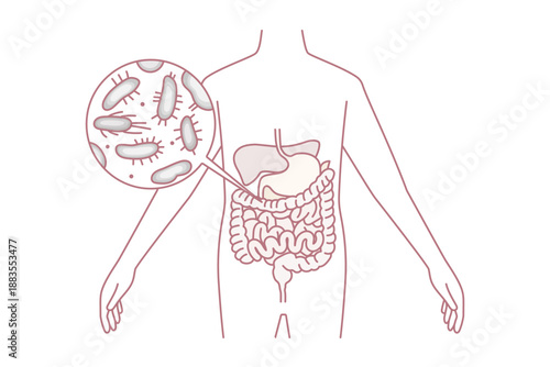 Digestive system and intestines concept. Human body with green and red bacterias microorganisms in stomach and intestines vector illustration