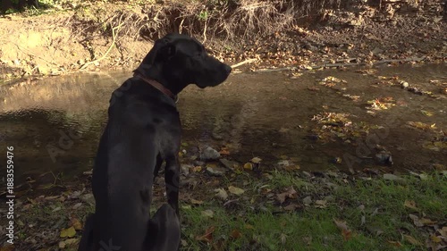 A big black dog sits at a riverbank smelling the air as a breeze blows along a stream while autumn leaves drift by.