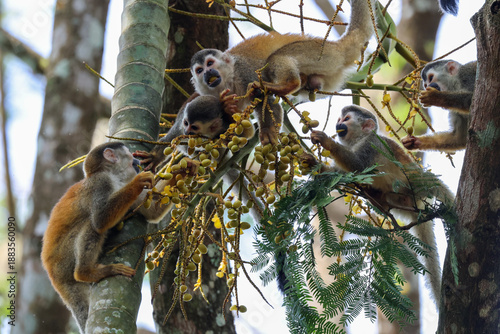 Slika na platnu A troop of Central American Squirrel Monkeys perched on branch eating seeds  in