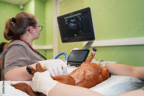Fotografie Veterinarian performs an abdominal ultrasound on a small dog at a clinic