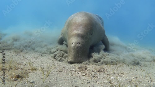 Dugong eats sea grass, slow motion