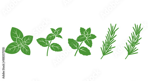 Various green herb leaves on for culinary or botanical use