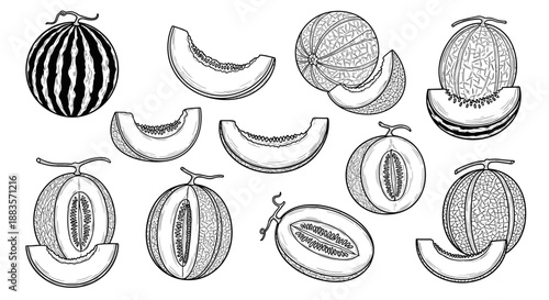 Black and white illustration of various cantaloupe slices and whole melons