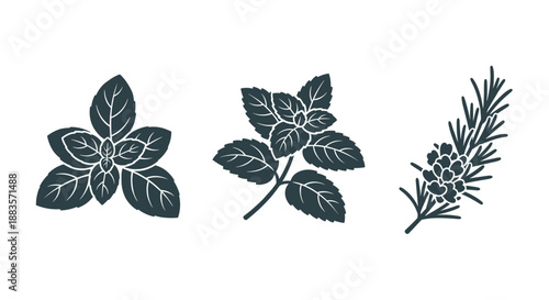 Collection of various dark green leafy plant branches