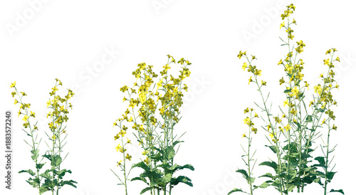 Tableau sur toile Set of Brassica napus (Rapeseed, also known as rape and oilseed rape and canola)